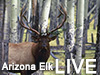 Arizona Elk LIVE