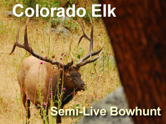 Bowhunting Elk in Colorado - a LIVE Bowhunt from Bowsite.com