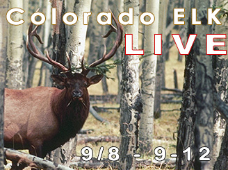 Bowhunting ELK in Colorado - a LIVE Bowhunt from Bowsite.com