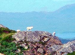 Goats skylined on a rock outcropping