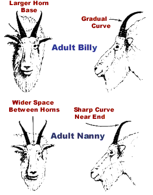 Goat ID 1