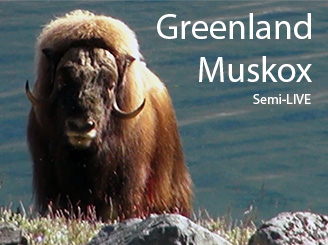 Bowhunting Muskox in Greenland - a LIVE Bowhunt from Bowsite.com