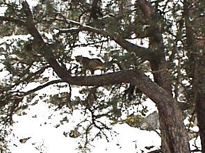 cougar in tree