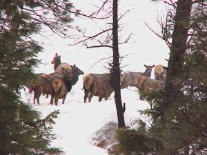 Herd of elk 