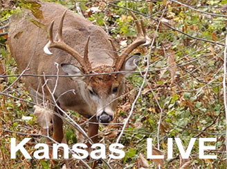 Kansas Whitetails Live