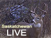 Saskatchewan Whitetails Live